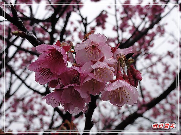 台北景點|雨中賞櫻‧陽明山禾豐農場/平菁街42巷 @假日農夫愛趴趴照