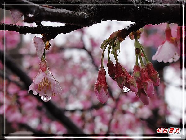 台北景點|雨中賞櫻‧陽明山禾豐農場/平菁街42巷 @假日農夫愛趴趴照