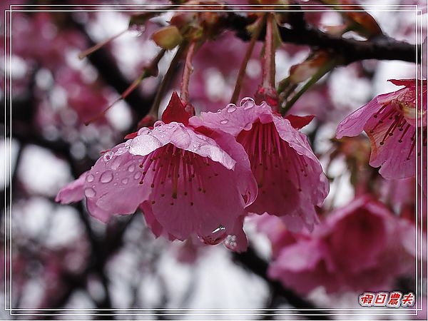 台北景點|雨中賞櫻‧陽明山禾豐農場/平菁街42巷 @假日農夫愛趴趴照