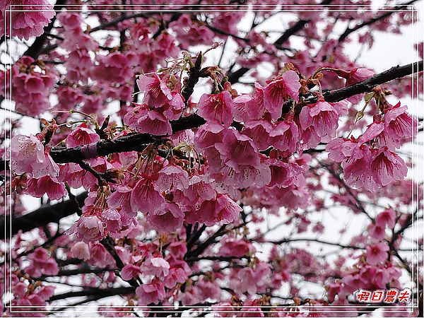 台北景點|雨中賞櫻‧陽明山禾豐農場/平菁街42巷 @假日農夫愛趴趴照