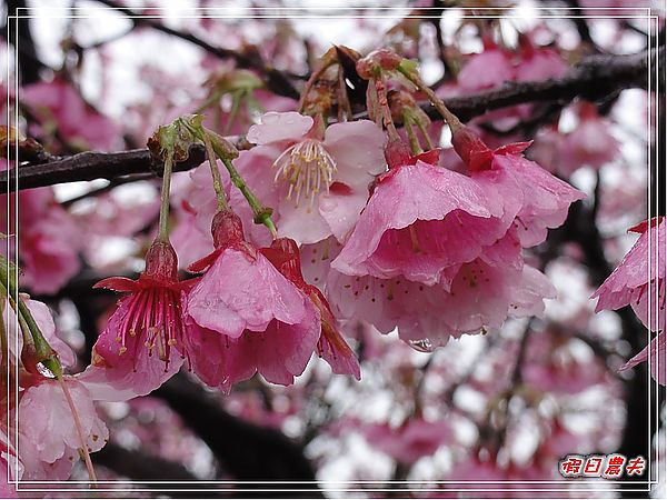 台北景點|雨中賞櫻‧陽明山禾豐農場/平菁街42巷 @假日農夫愛趴趴照