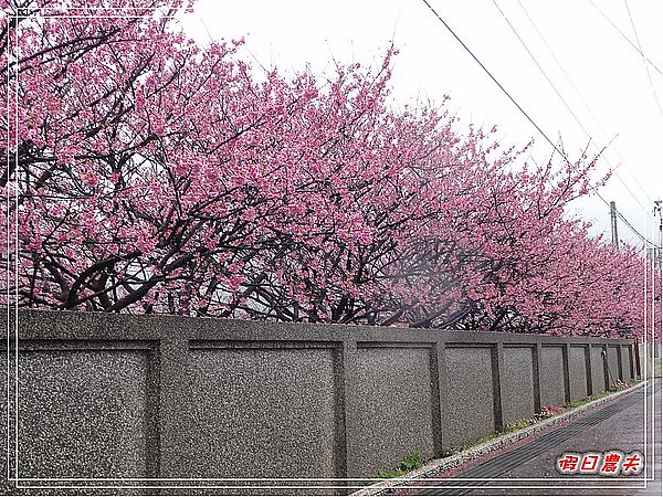 台北景點|雨中賞櫻‧陽明山禾豐農場/平菁街42巷 @假日農夫愛趴趴照