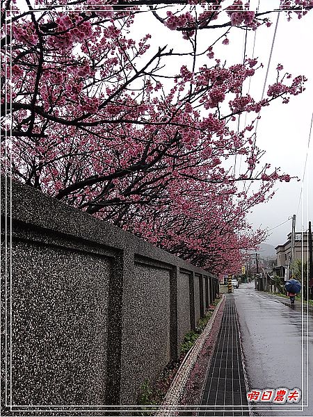 台北景點|雨中賞櫻‧陽明山禾豐農場/平菁街42巷 @假日農夫愛趴趴照