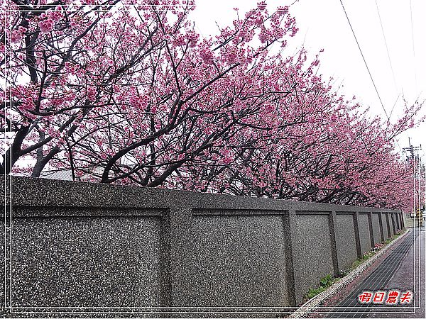 台北景點|雨中賞櫻‧陽明山禾豐農場/平菁街42巷 @假日農夫愛趴趴照