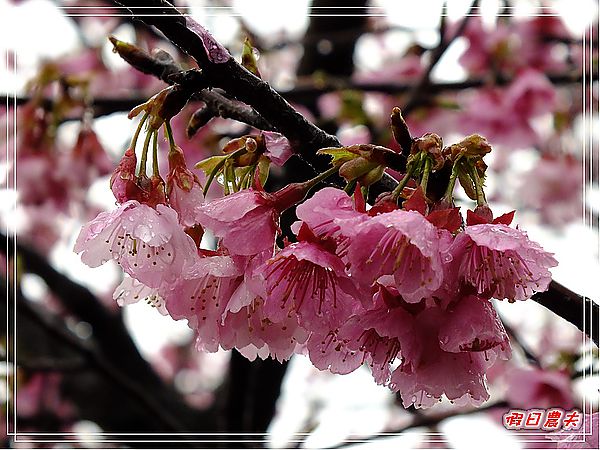 台北景點|雨中賞櫻‧陽明山禾豐農場/平菁街42巷 @假日農夫愛趴趴照