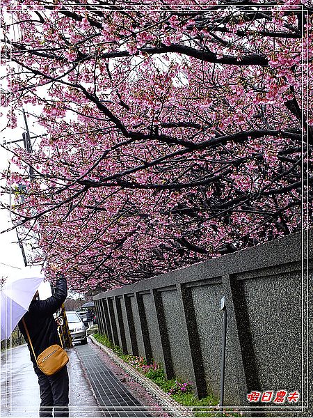 台北景點|雨中賞櫻‧陽明山禾豐農場/平菁街42巷 @假日農夫愛趴趴照