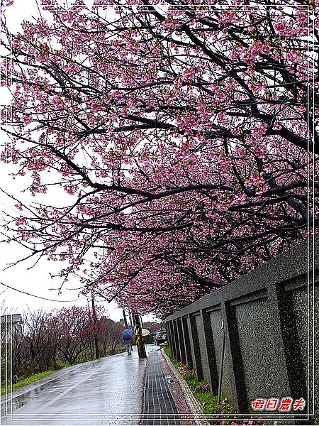 台北景點|雨中賞櫻‧陽明山禾豐農場/平菁街42巷 @假日農夫愛趴趴照