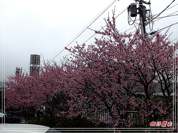 台北景點|雨中賞櫻‧陽明山禾豐農場/平菁街42巷 @假日農夫愛趴趴照