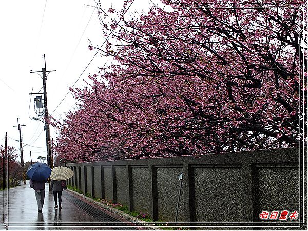 台北景點|雨中賞櫻‧陽明山禾豐農場/平菁街42巷 @假日農夫愛趴趴照