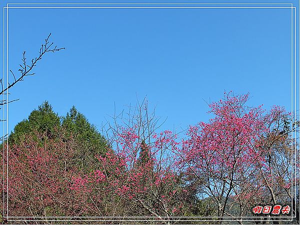 【南投景點】惠蓀林場櫻緣聚會 @假日農夫愛趴趴照