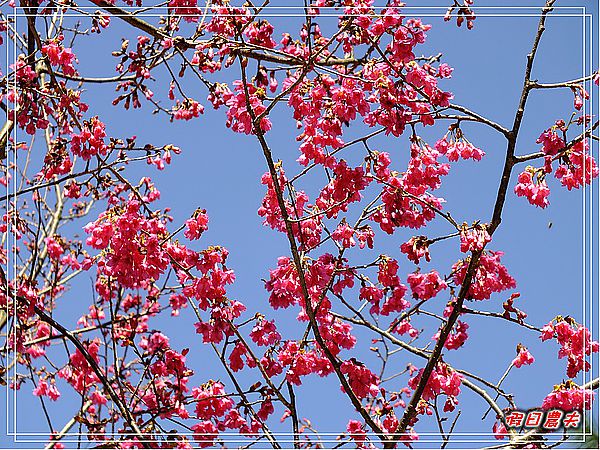 【南投景點】惠蓀林場櫻緣聚會 @假日農夫愛趴趴照