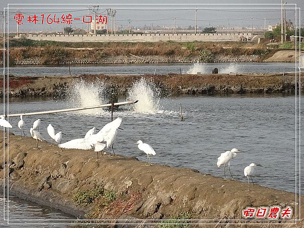 雲林164線好好玩-口湖 @假日農夫愛趴趴照