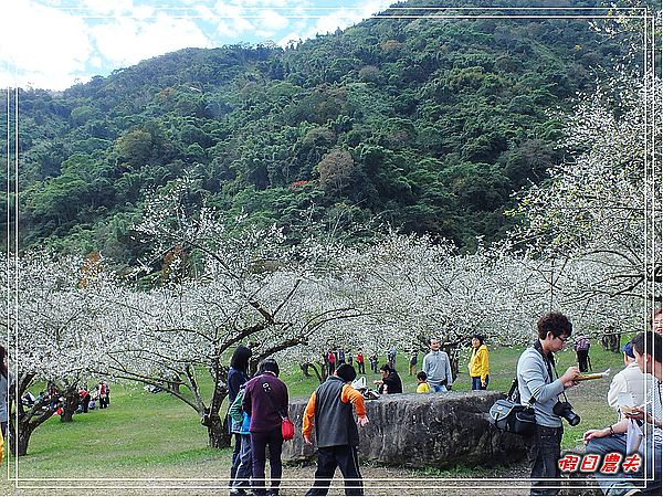 【南投景點】柳家梅園賞梅趣 @假日農夫愛趴趴照