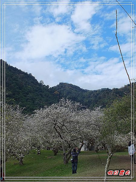 【南投景點】柳家梅園賞梅趣 @假日農夫愛趴趴照