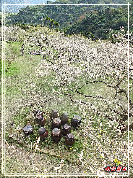 【南投景點】柳家梅園賞梅趣 @假日農夫愛趴趴照