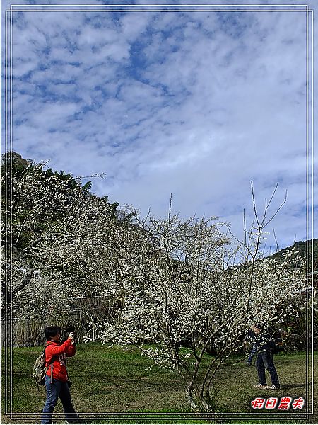 【南投景點】柳家梅園賞梅趣 @假日農夫愛趴趴照