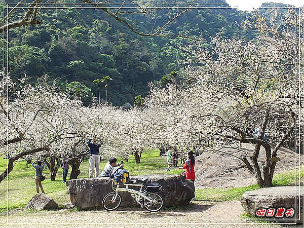 【南投景點】柳家梅園賞梅趣 @假日農夫愛趴趴照