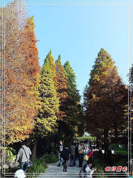 【彰化景點】美麗的落羽松in菁芳園 @假日農夫愛趴趴照