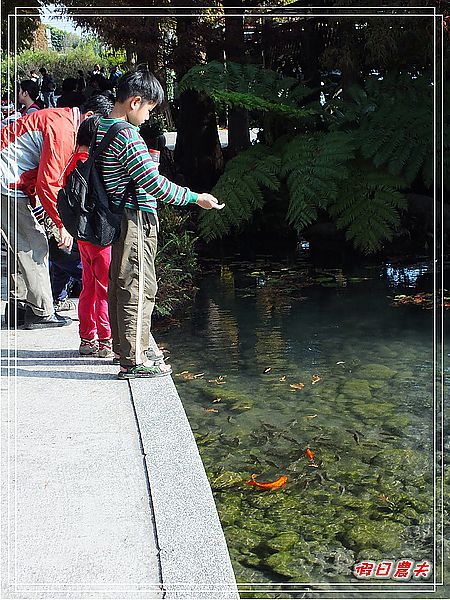 【彰化景點】美麗的落羽松in菁芳園 @假日農夫愛趴趴照