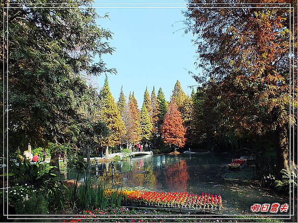 【彰化景點】美麗的落羽松in菁芳園 @假日農夫愛趴趴照