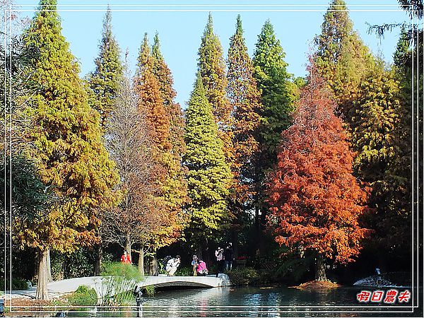 【彰化景點】美麗的落羽松in菁芳園 @假日農夫愛趴趴照