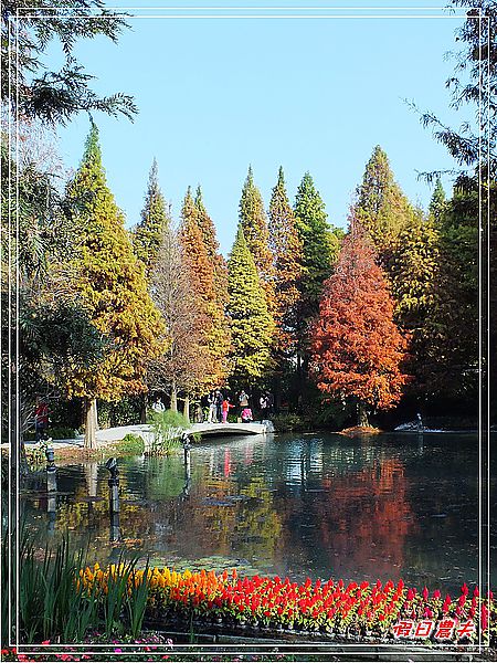 【彰化景點】美麗的落羽松in菁芳園 @假日農夫愛趴趴照