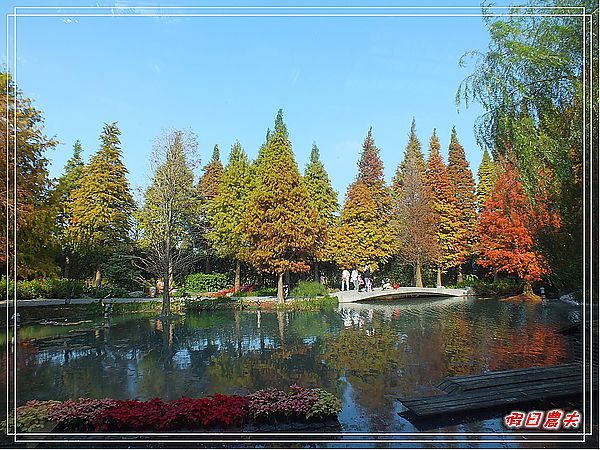 【彰化景點】美麗的落羽松in菁芳園 @假日農夫愛趴趴照