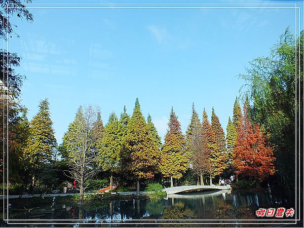 【彰化景點】美麗的落羽松in菁芳園 @假日農夫愛趴趴照