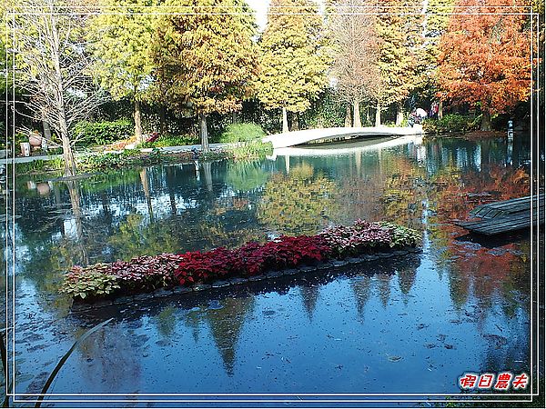 【彰化景點】美麗的落羽松in菁芳園 @假日農夫愛趴趴照