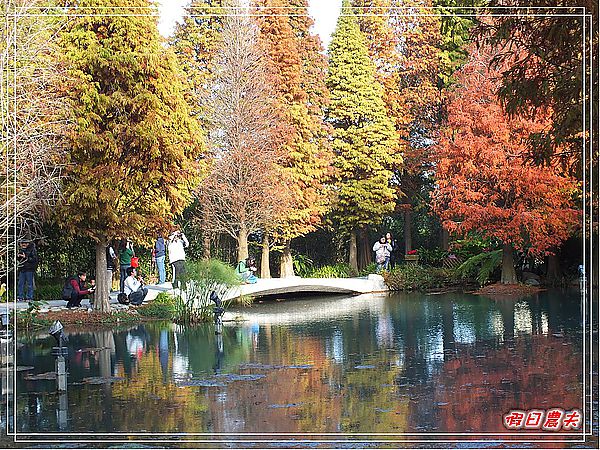 【彰化景點】美麗的落羽松in菁芳園 @假日農夫愛趴趴照