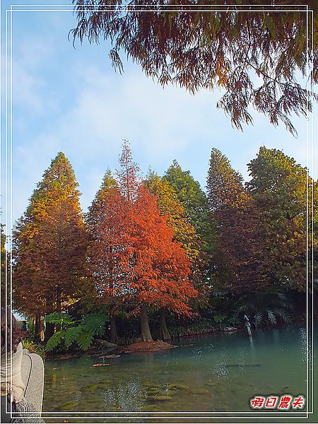 【彰化景點】美麗的落羽松in菁芳園 @假日農夫愛趴趴照