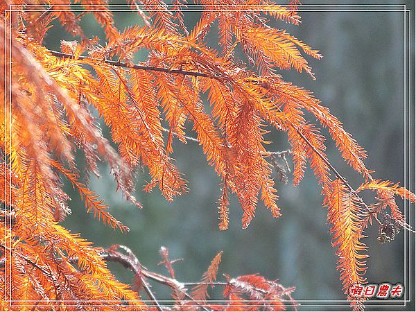 【彰化景點】美麗的落羽松in菁芳園 @假日農夫愛趴趴照