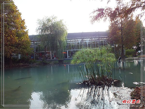 【彰化景點】美麗的落羽松in菁芳園 @假日農夫愛趴趴照