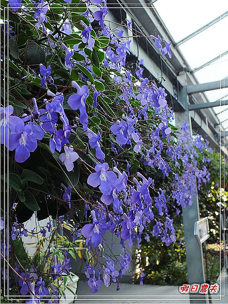 【彰化景點】美麗的落羽松in菁芳園 @假日農夫愛趴趴照