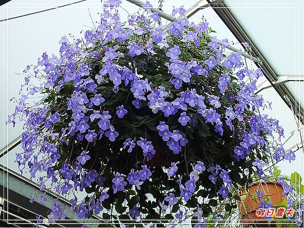 【彰化景點】美麗的落羽松in菁芳園 @假日農夫愛趴趴照