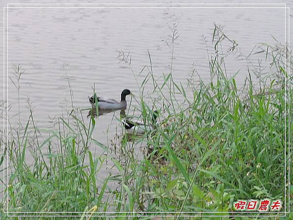 【嘉義景點】柴頭埤休閒公園 @假日農夫愛趴趴照