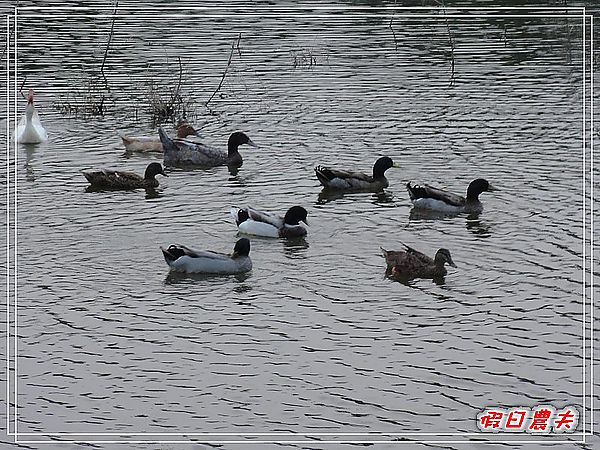 【嘉義景點】柴頭埤休閒公園 @假日農夫愛趴趴照