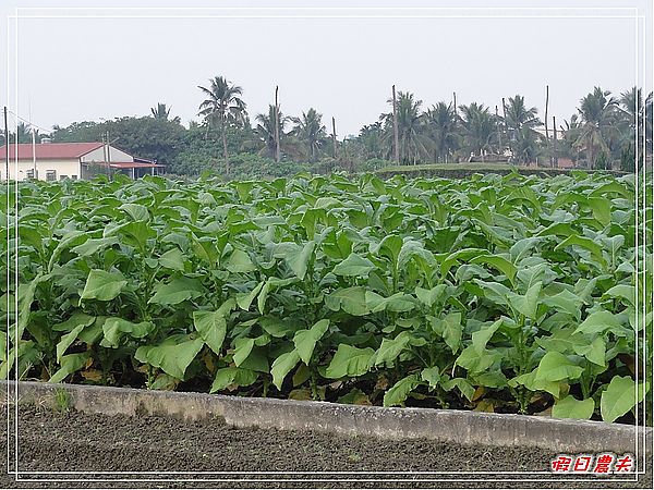 【高雄Go High高雄好好玩。高雄住那裡】美濃中正湖民宿 @假日農夫愛趴趴照