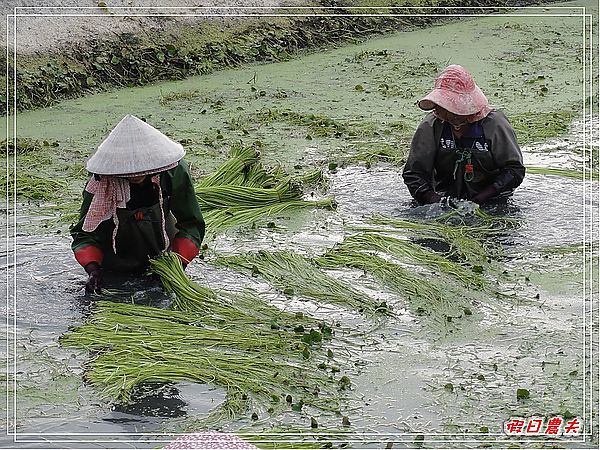 【高雄Go High高雄好好玩。高雄住那裡】美濃中正湖民宿 @假日農夫愛趴趴照