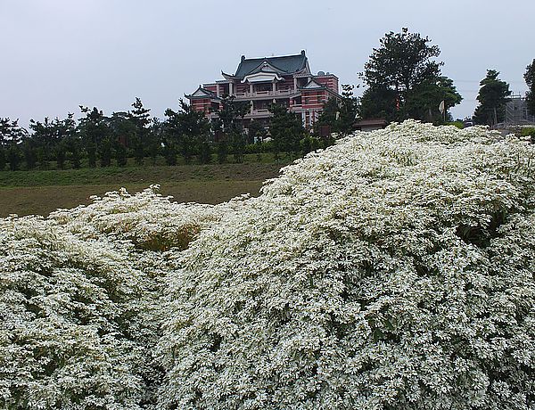 【南投景點】易經大學・賞雪趣 @假日農夫愛趴趴照