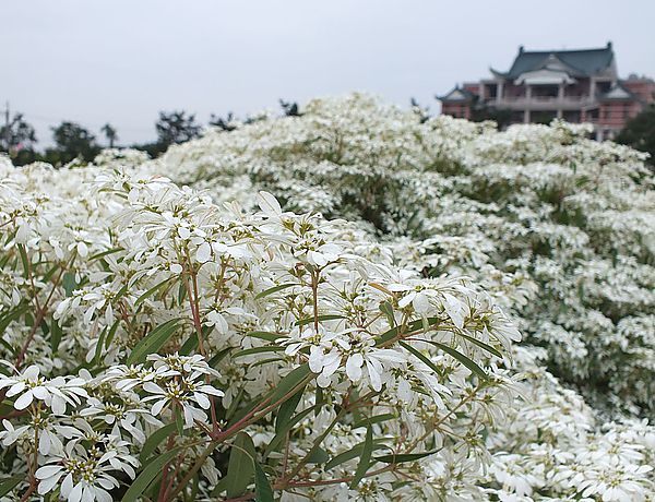 【南投景點】易經大學・賞雪趣 @假日農夫愛趴趴照