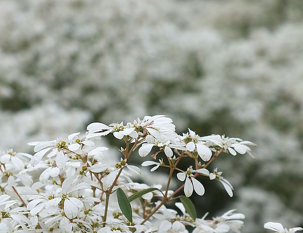 【南投景點】易經大學・賞雪趣 @假日農夫愛趴趴照