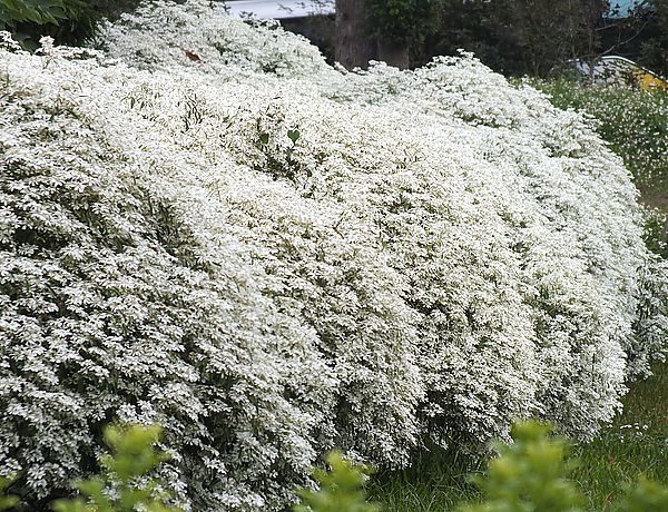 【南投景點】易經大學・賞雪趣 @假日農夫愛趴趴照