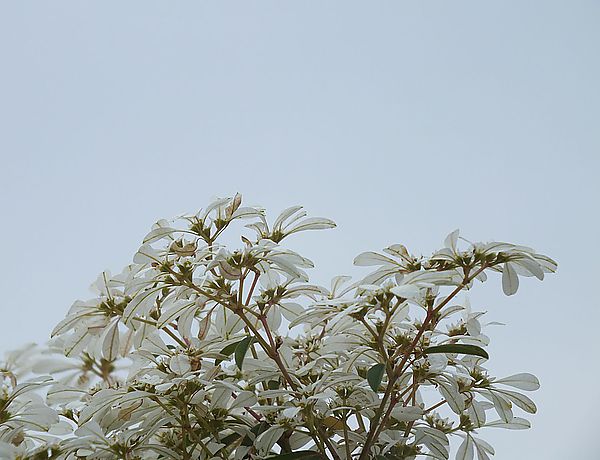 【南投景點】易經大學・賞雪趣 @假日農夫愛趴趴照