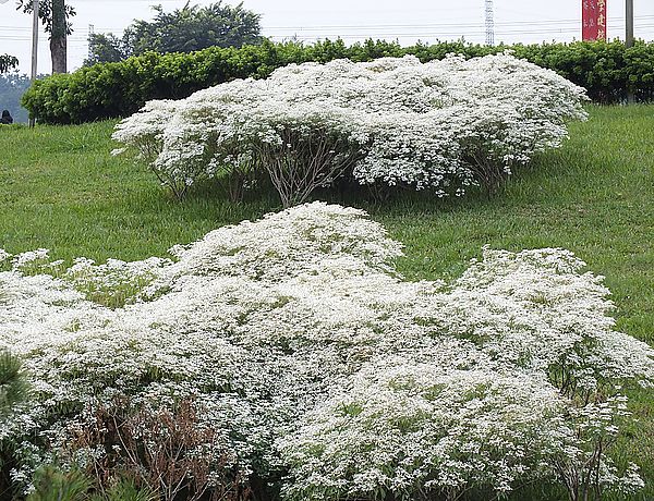 【南投景點】易經大學・賞雪趣 @假日農夫愛趴趴照