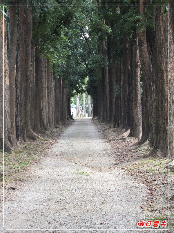 【高雄Go High高雄好好玩。高雄玩那裡】新威森林公園 @假日農夫愛趴趴照