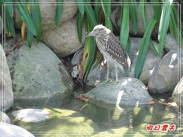 新都生態公園 @假日農夫愛趴趴照