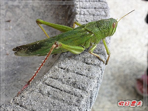 2011新社花海行前踩點-梅林親水岸 @假日農夫愛趴趴照