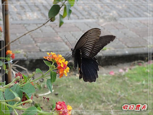 2011新社花海行前踩點-梅林親水岸 @假日農夫愛趴趴照