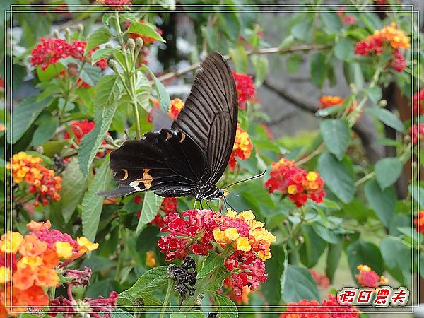 2011新社花海行前踩點-梅林親水岸 @假日農夫愛趴趴照